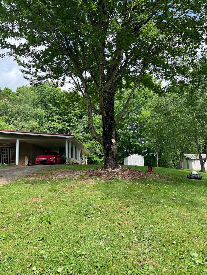 Th Tree Llc - Arden, NC