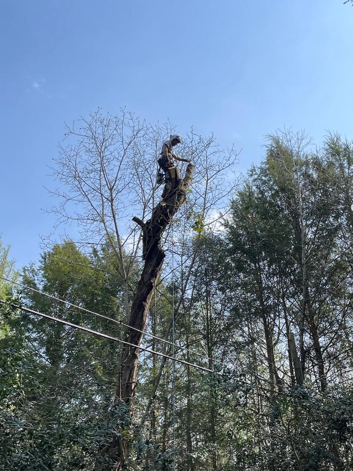 Th Tree Llc - Arden, NC