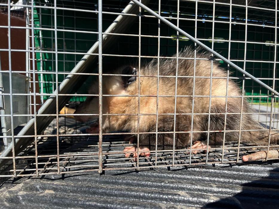 Advanced Wildlife Removal of NY, LLC - Middletown, NY