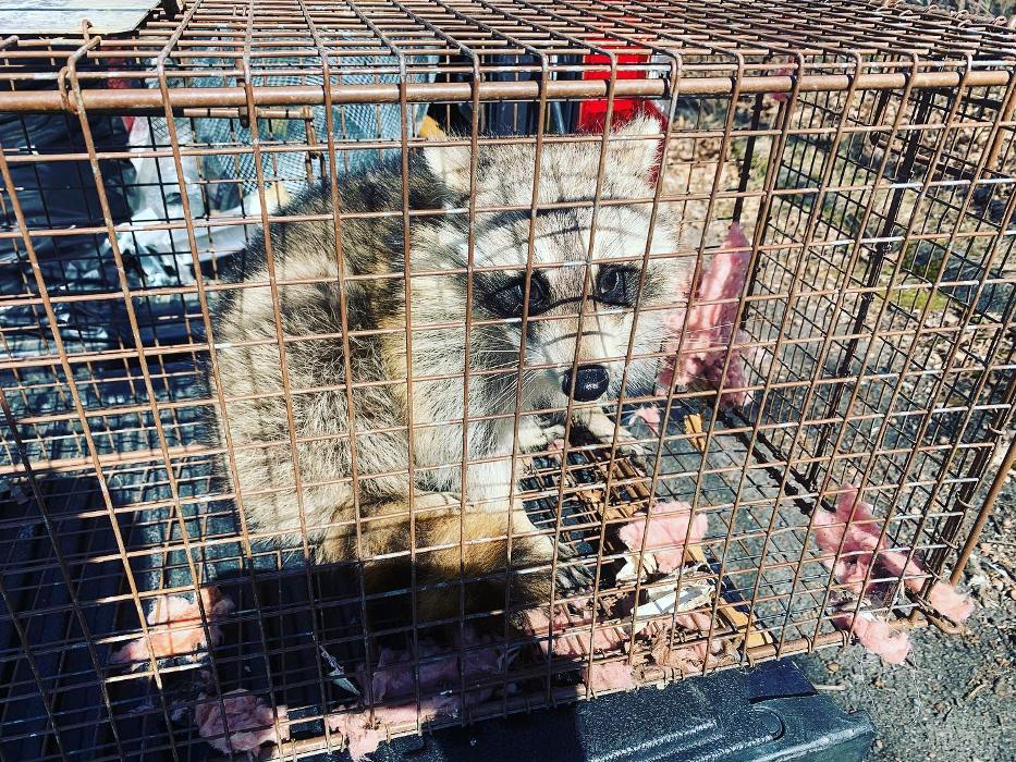 Advanced Wildlife Removal of NY, LLC - Middletown, NY