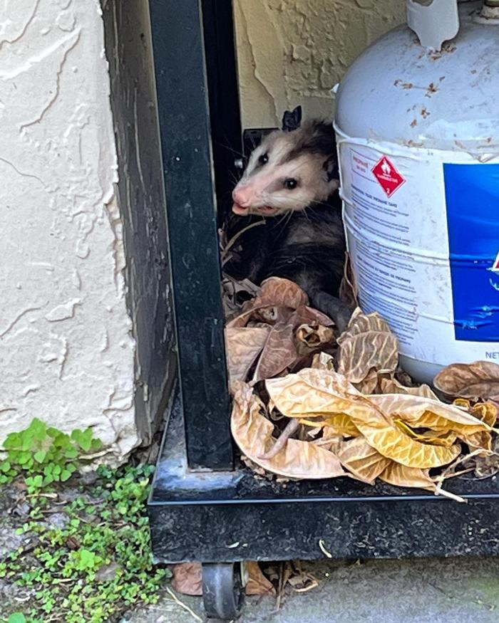 Advanced Wildlife Removal of NY, LLC - Middletown, NY