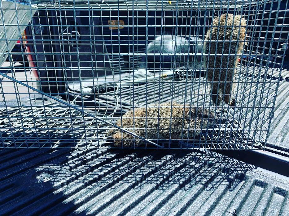 Advanced Wildlife Removal of NY, LLC - Middletown, NY