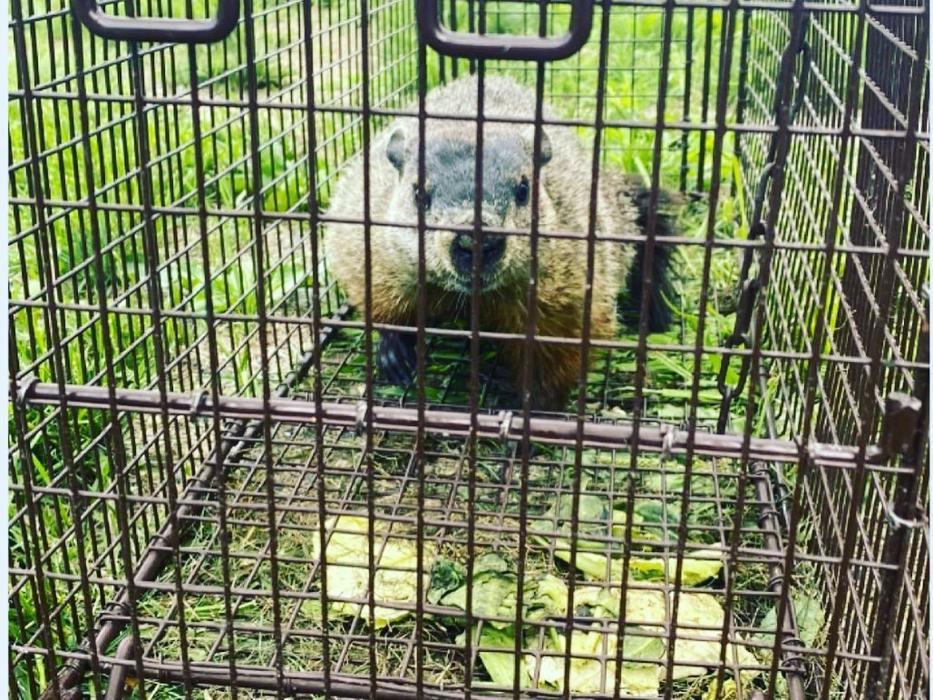 Advanced Wildlife Removal of NY, LLC - Middletown, NY