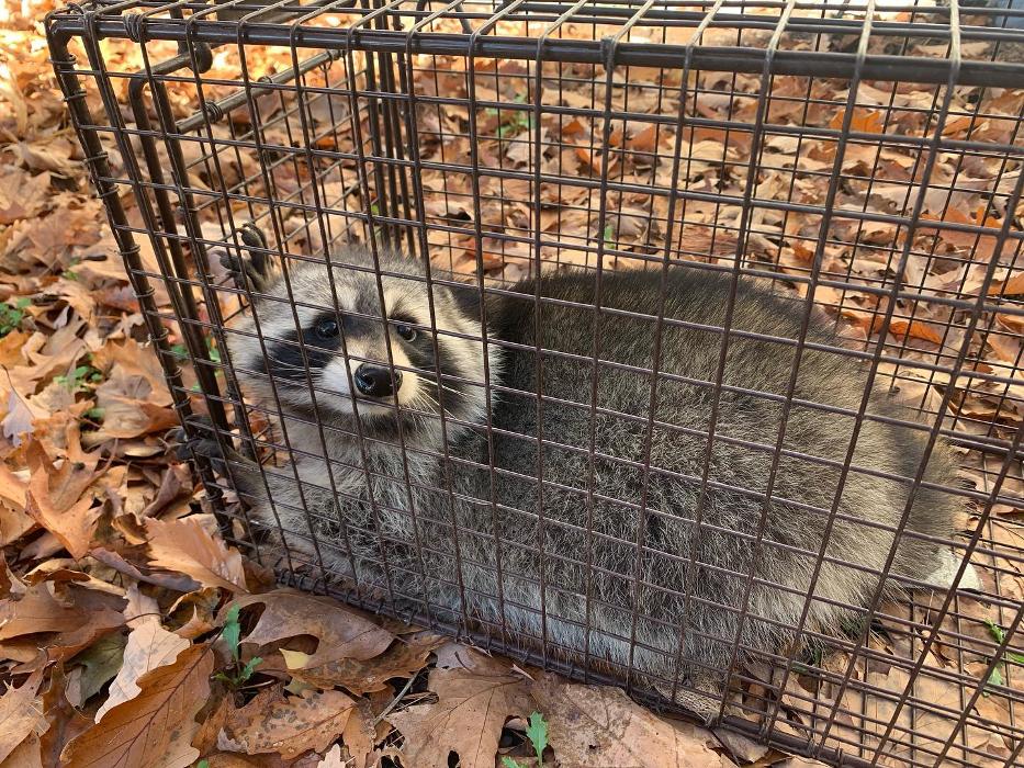 Advanced Wildlife Removal of NY, LLC - Middletown, NY