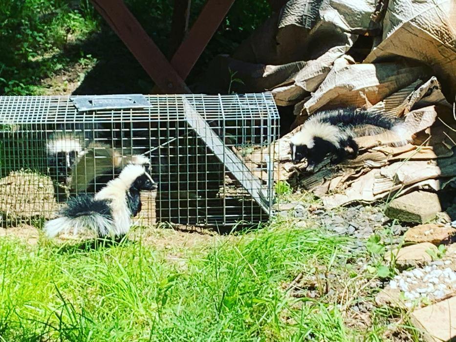 Advanced Wildlife Removal of NY, LLC - Middletown, NY