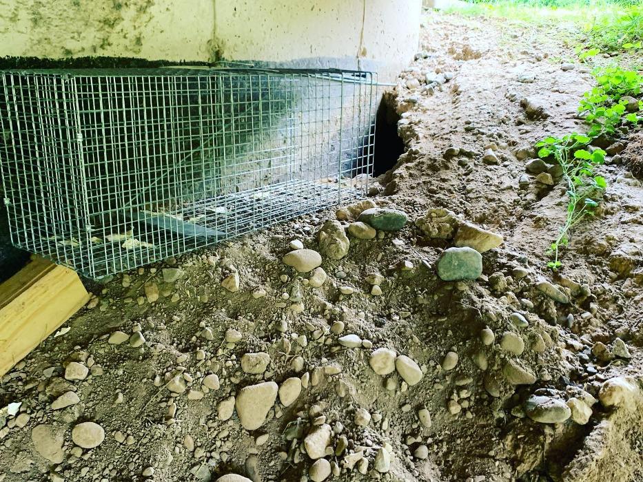 Advanced Wildlife Removal of NY, LLC - Middletown, NY