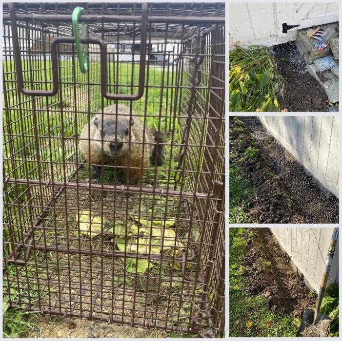 Advanced Wildlife Removal of NY, LLC - Middletown, NY