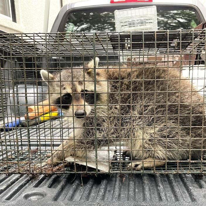 Advanced Wildlife Removal of NY, LLC - Middletown, NY