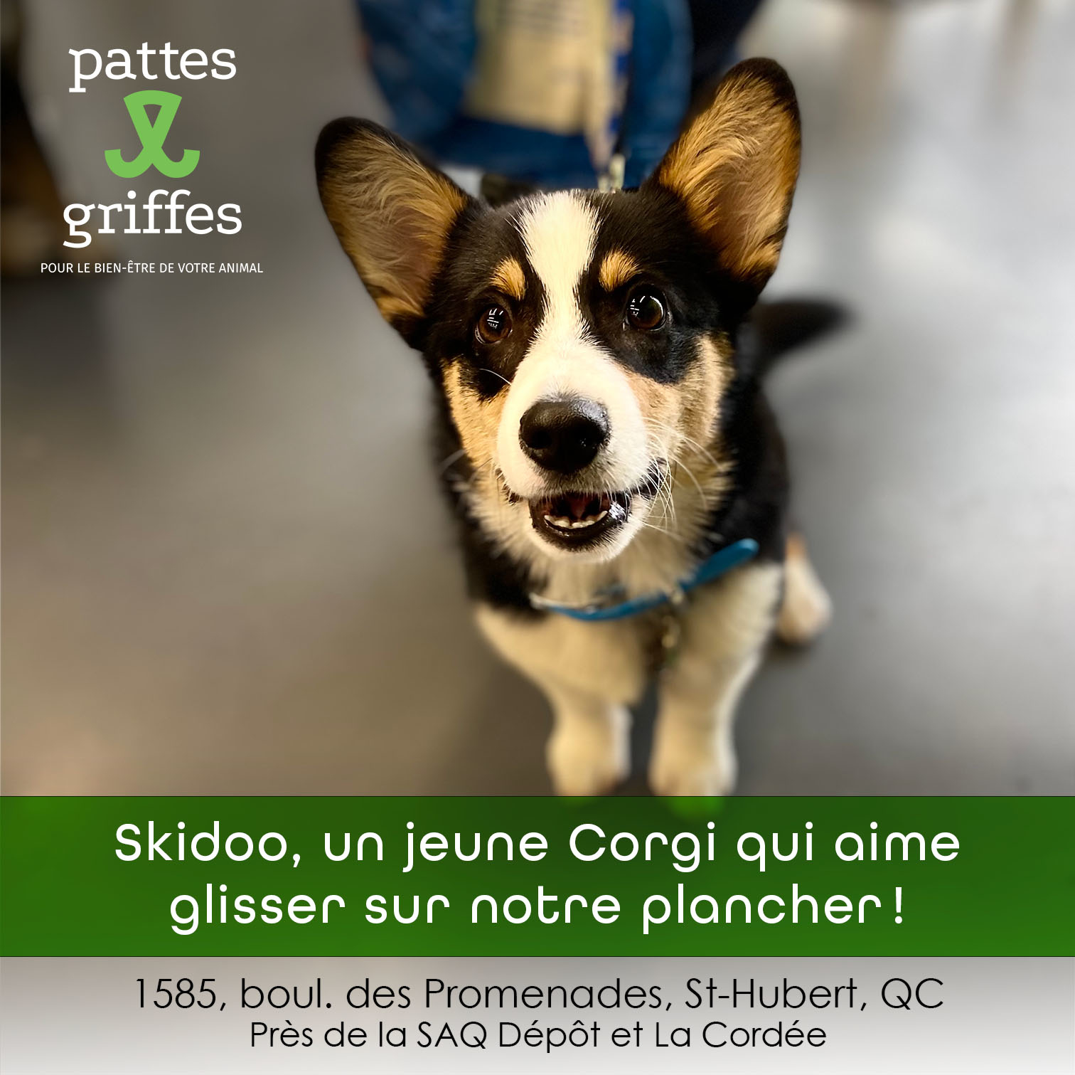 Pattes Et Griffes Saint-Hubert Saint-Hubert (450)812-8812