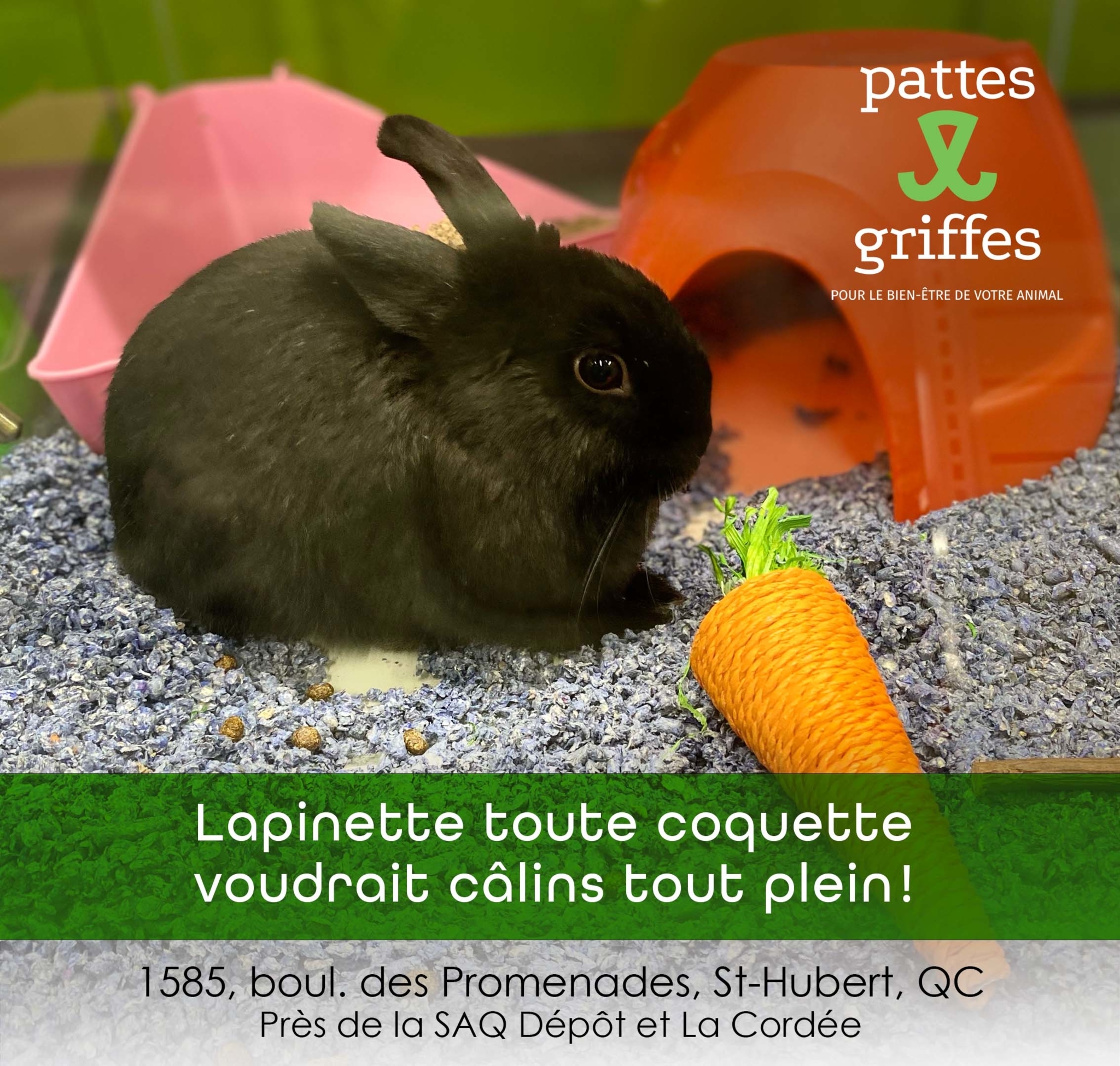 Pattes Et Griffes Saint-Hubert Saint-Hubert (450)812-8812