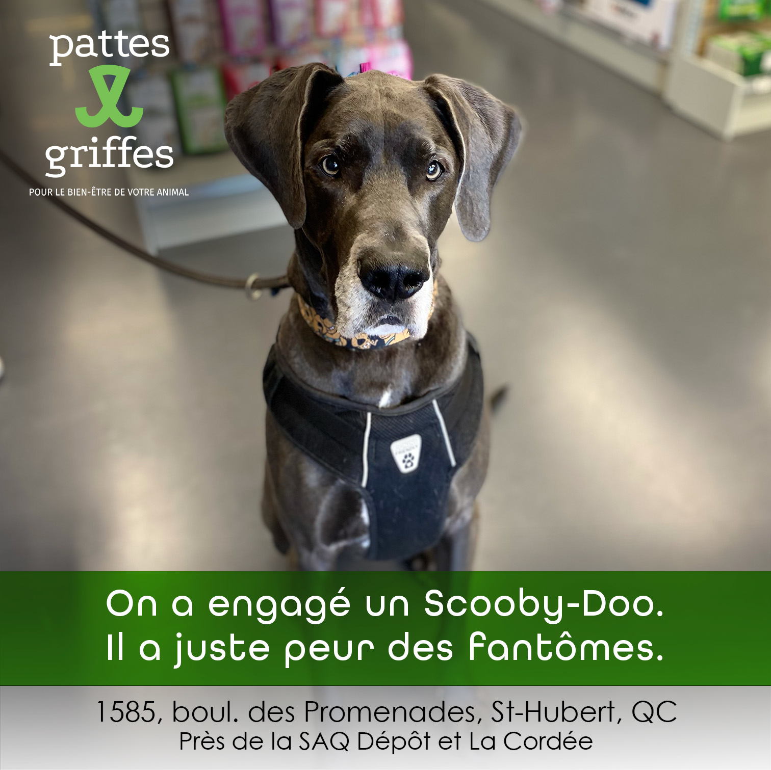 Pattes Et Griffes Saint-Hubert Saint-Hubert (450)812-8812