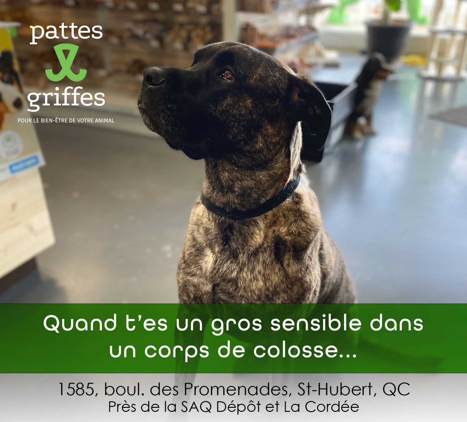 Pattes Et Griffes Saint-Hubert Saint-Hubert (450)812-8812