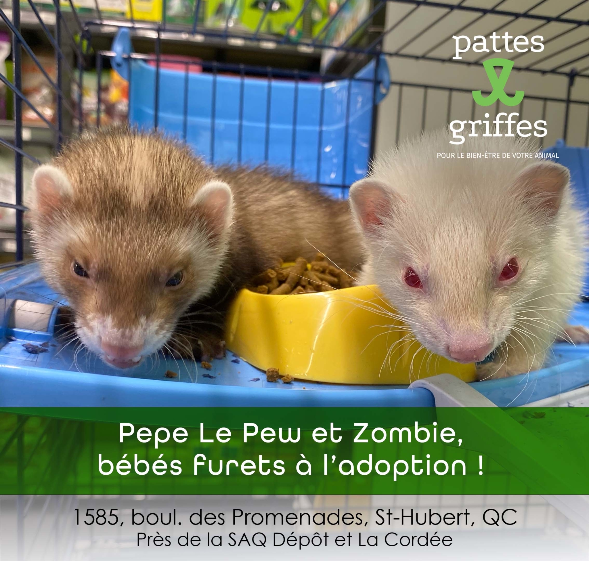 Pattes Et Griffes Saint-Hubert Saint-Hubert (450)812-8812