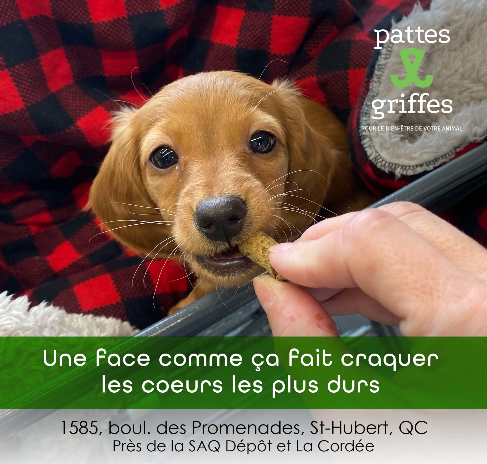 Pattes Et Griffes Saint-Hubert Saint-Hubert (450)812-8812