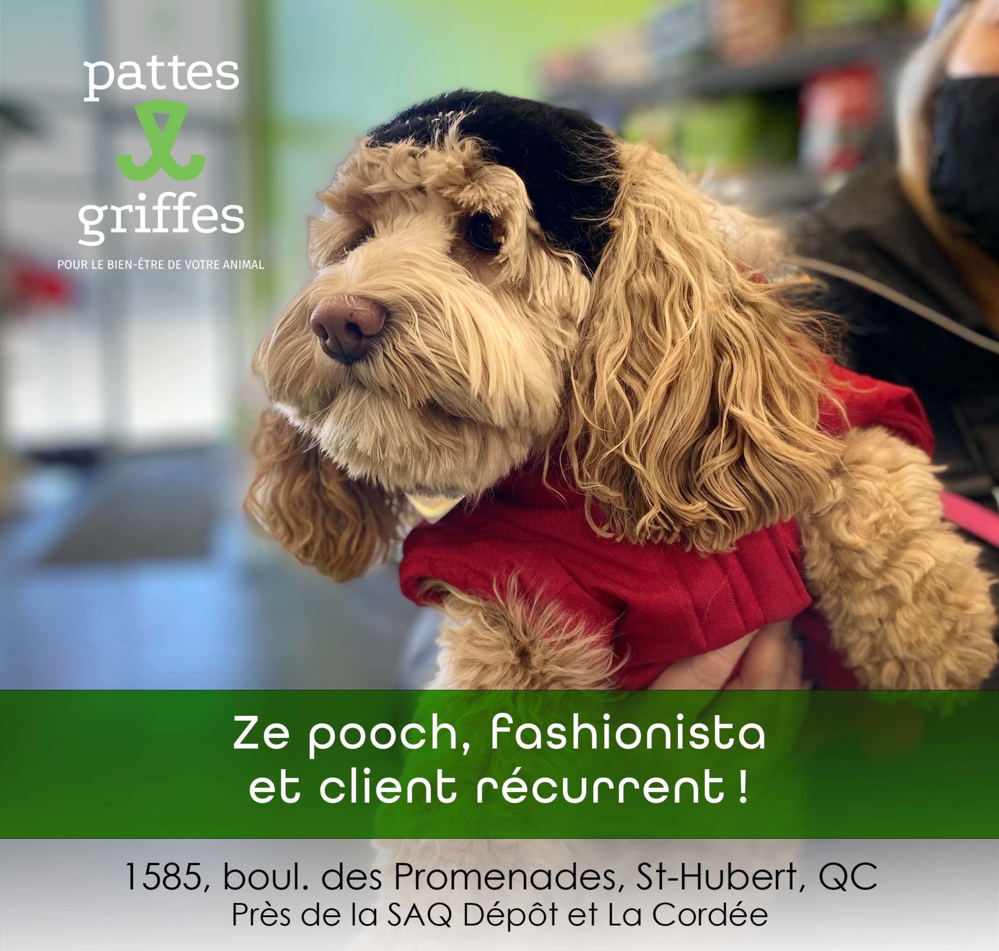 Pattes Et Griffes Saint-Hubert Saint-Hubert (450)812-8812