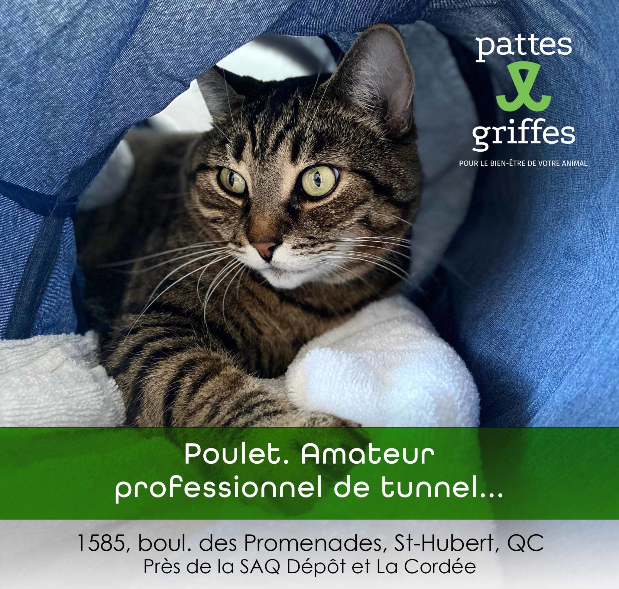 Pattes Et Griffes Saint-Hubert Saint-Hubert (450)812-8812