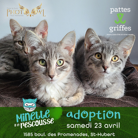 Pattes Et Griffes Saint-Hubert Saint-Hubert (450)812-8812