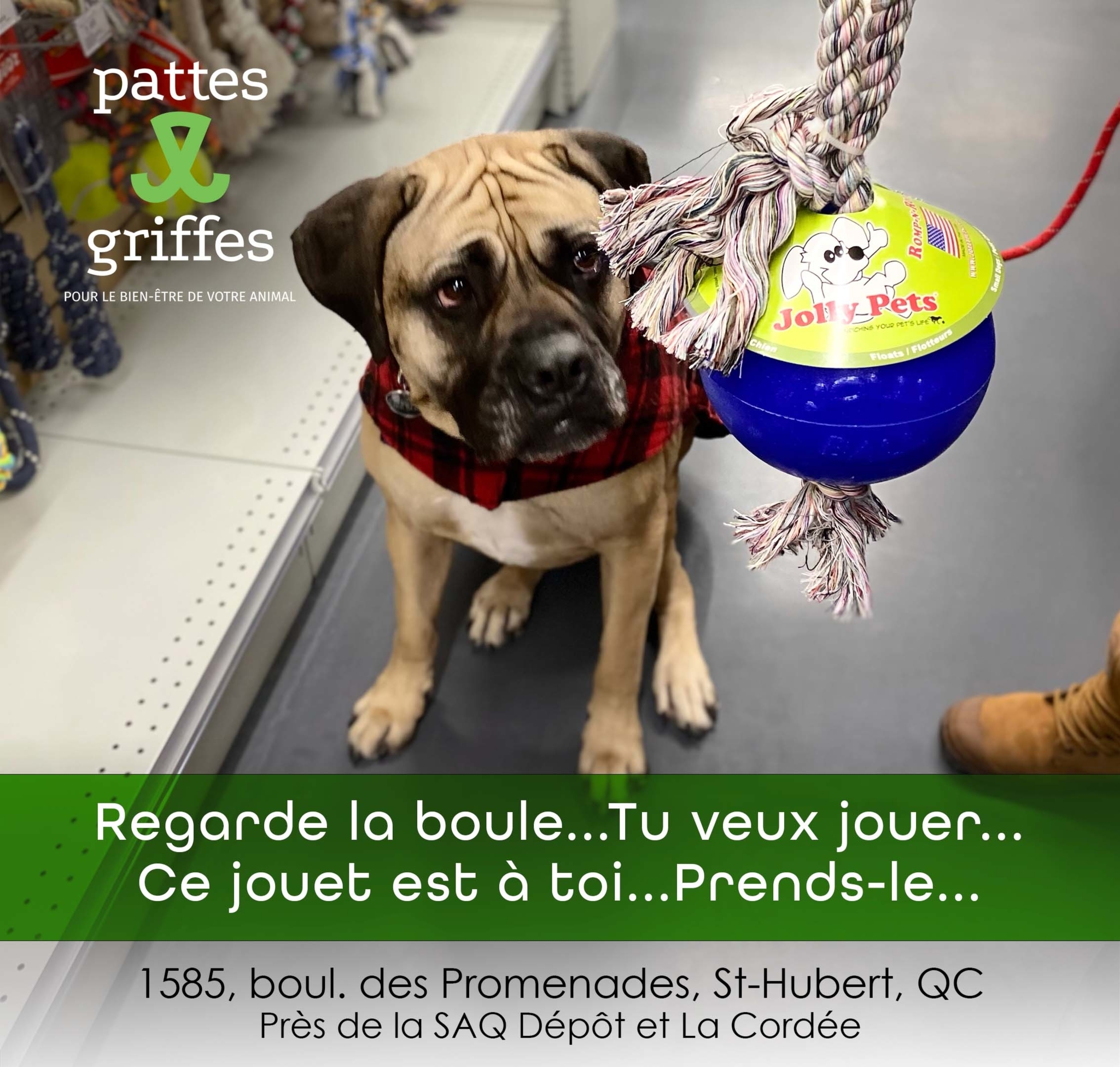 Pattes Et Griffes Saint-Hubert Saint-Hubert (450)812-8812