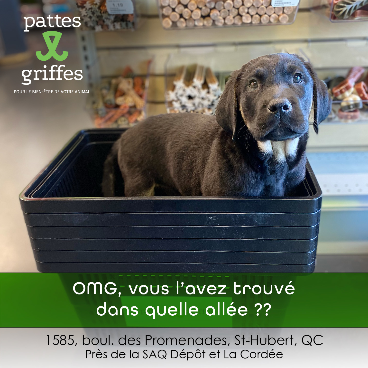 Pattes Et Griffes Saint-Hubert Saint-Hubert (450)812-8812