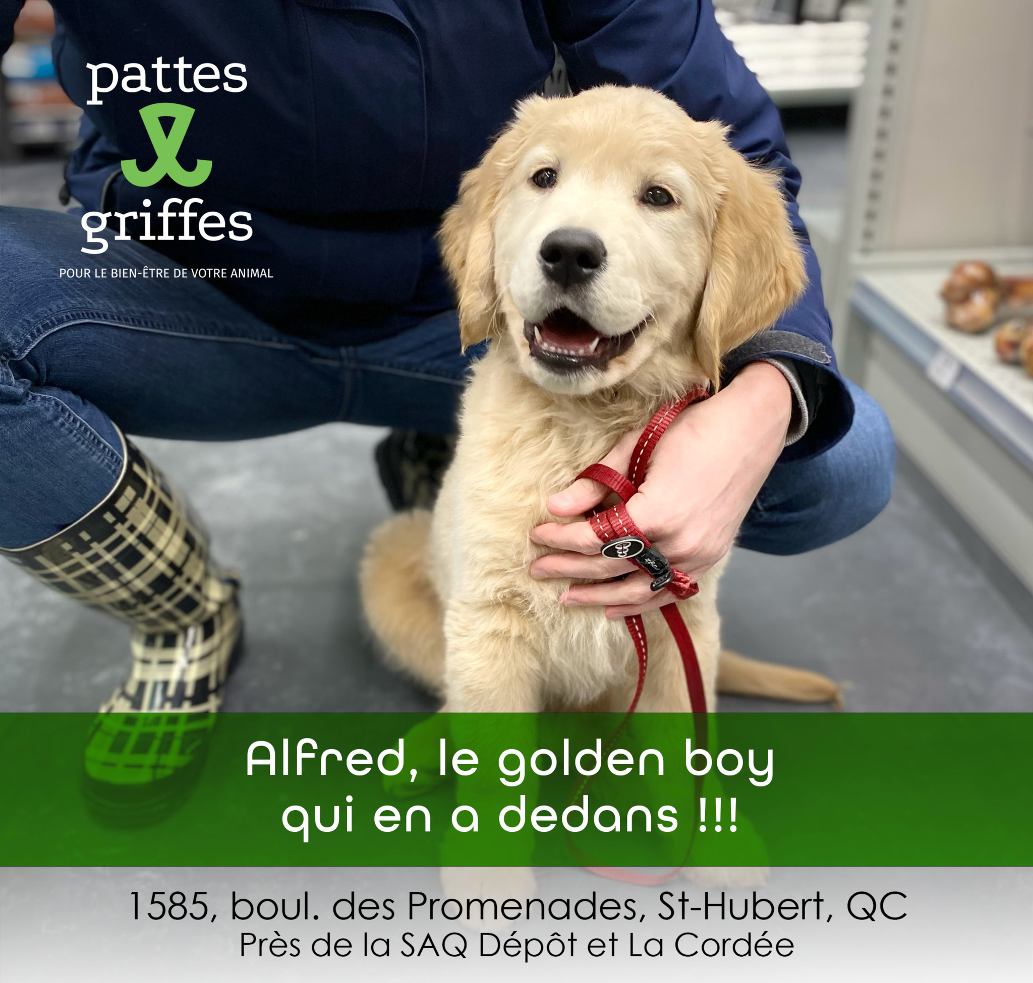 Pattes Et Griffes Saint-Hubert Saint-Hubert (450)812-8812