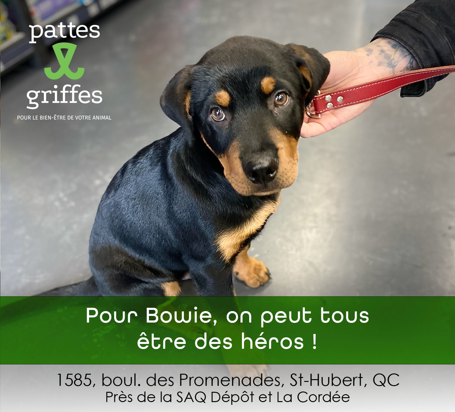 Pattes Et Griffes Saint-Hubert Saint-Hubert (450)812-8812