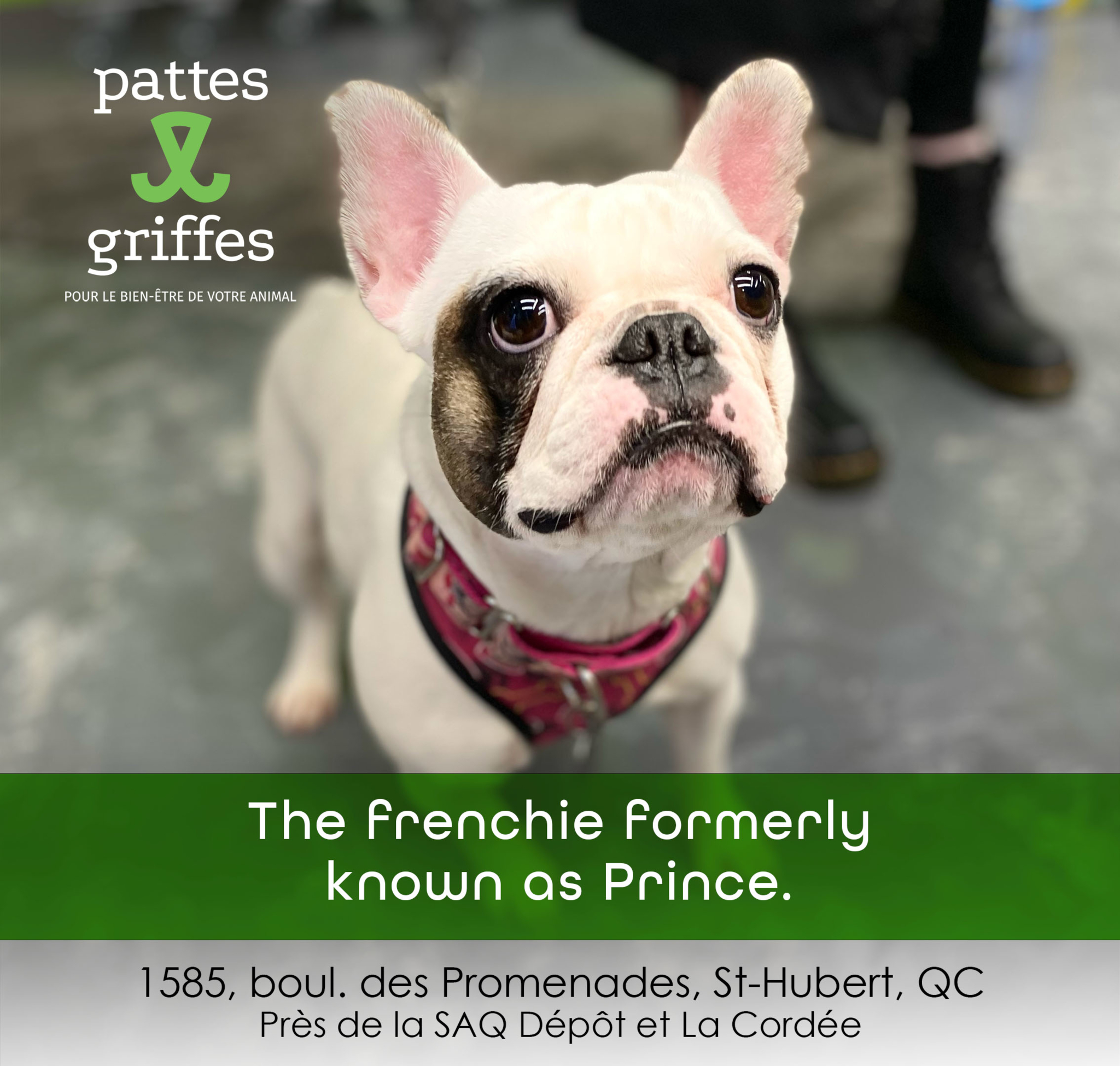 Pattes Et Griffes Saint-Hubert Saint-Hubert (450)812-8812