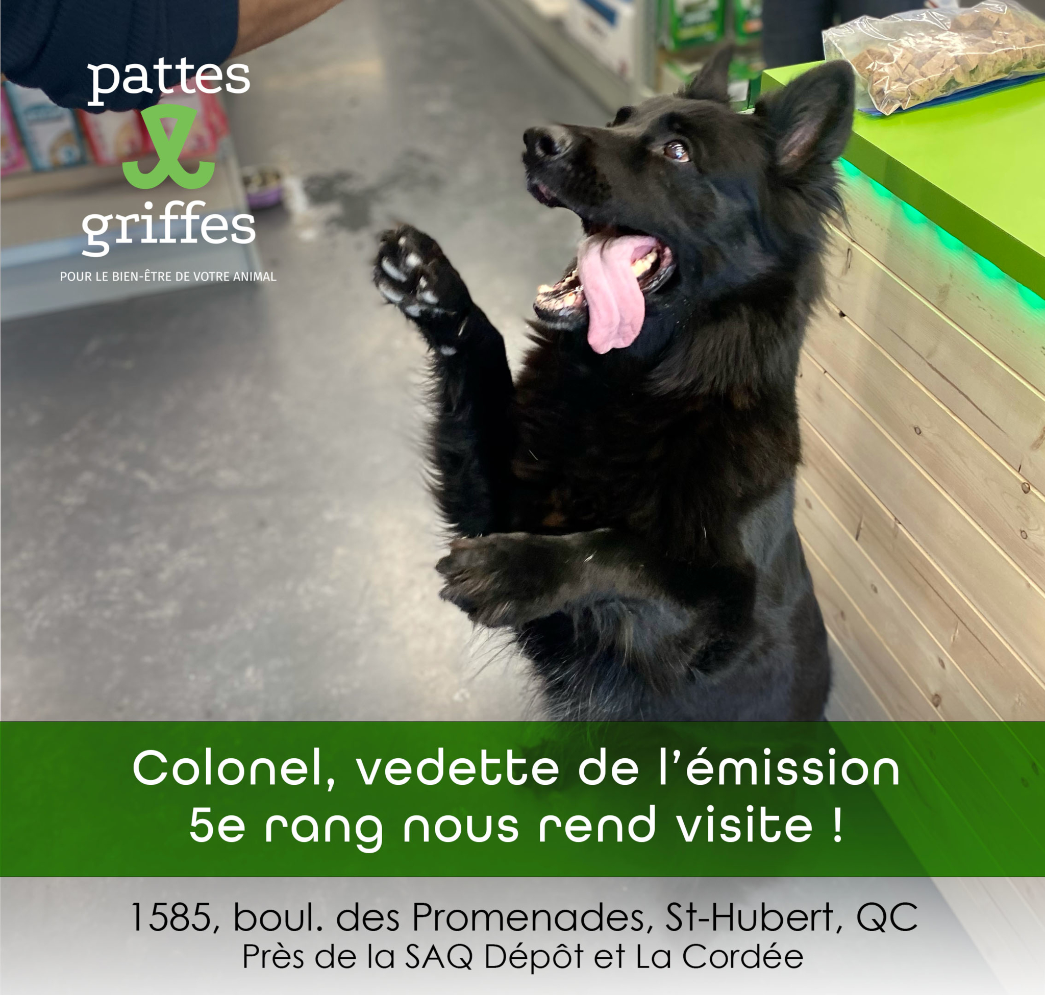 Pattes Et Griffes Saint-Hubert Saint-Hubert (450)812-8812