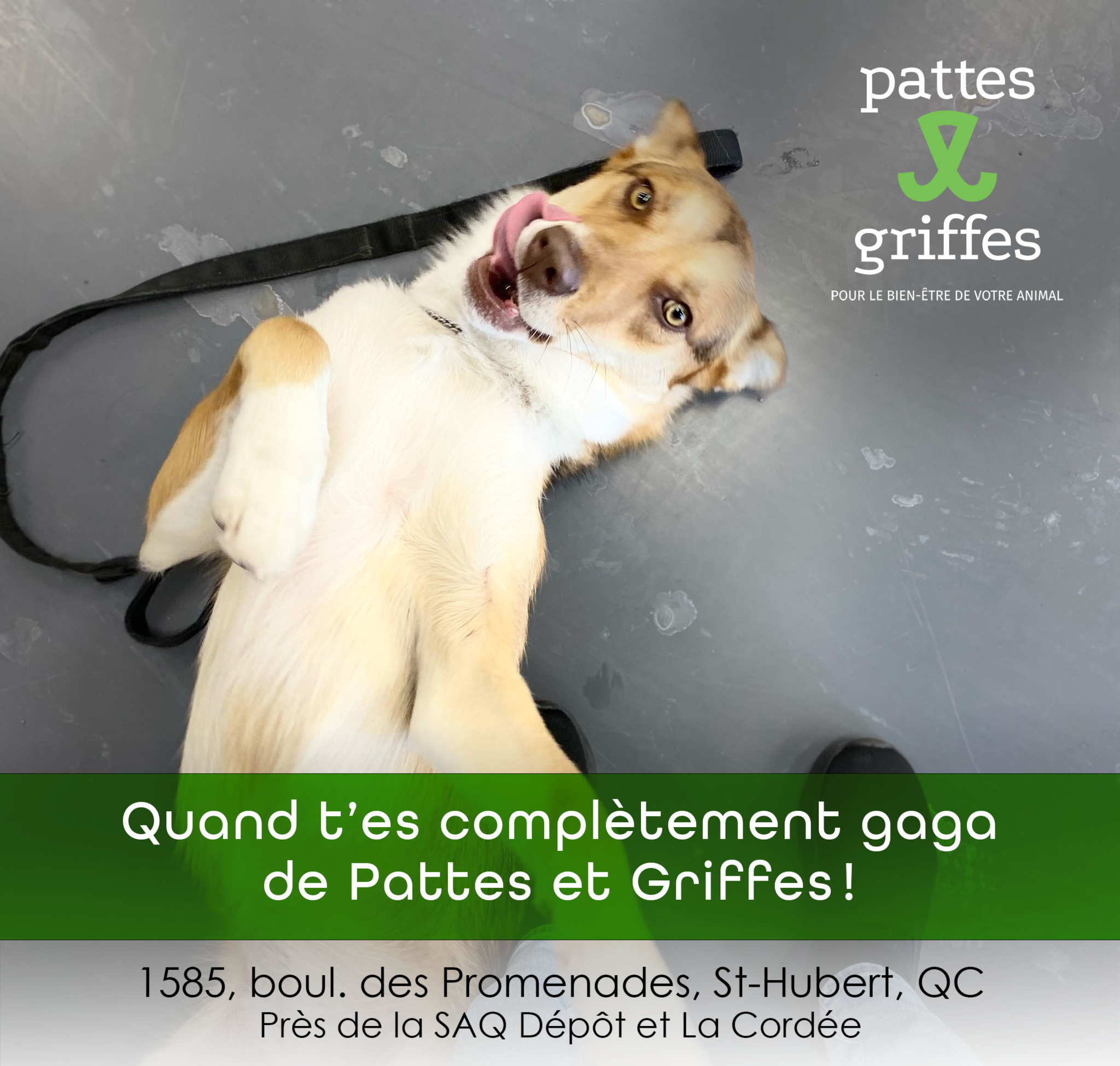 Pattes Et Griffes Saint-Hubert Saint-Hubert (450)812-8812