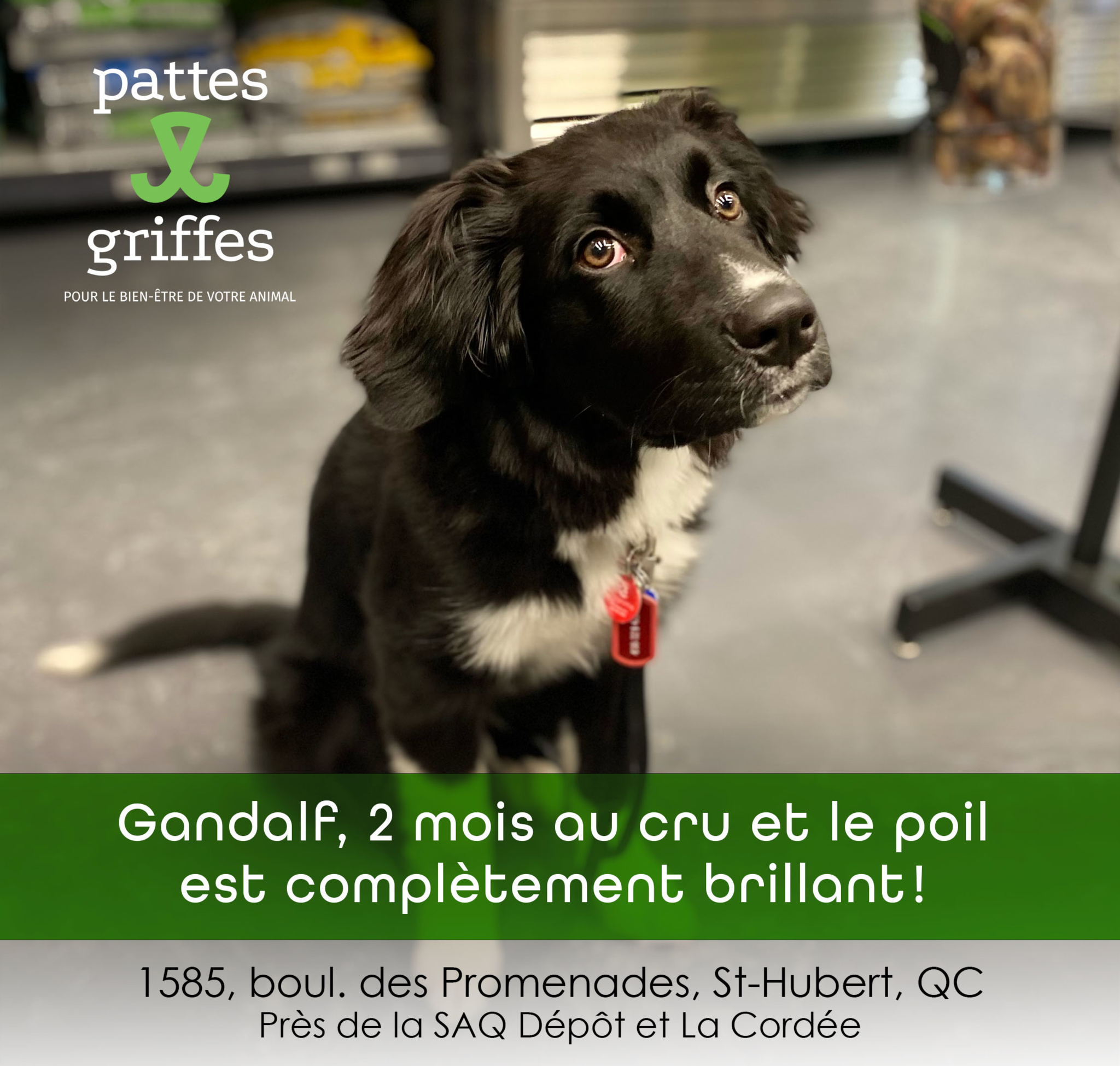 Pattes Et Griffes Saint-Hubert Saint-Hubert (450)812-8812