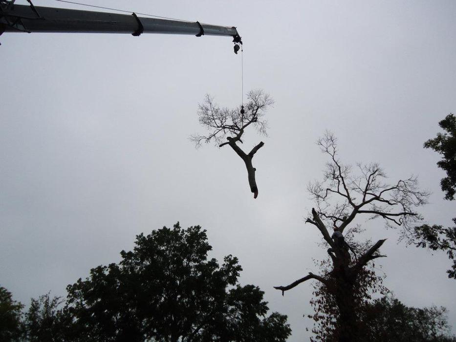 Paul's Tree Service - Deville, LA