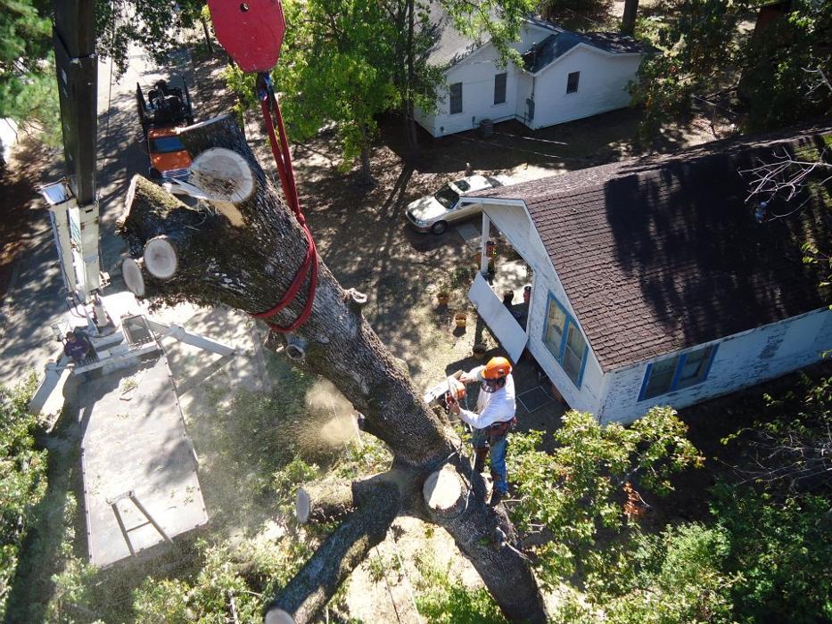 Paul's Tree Service - Deville, LA