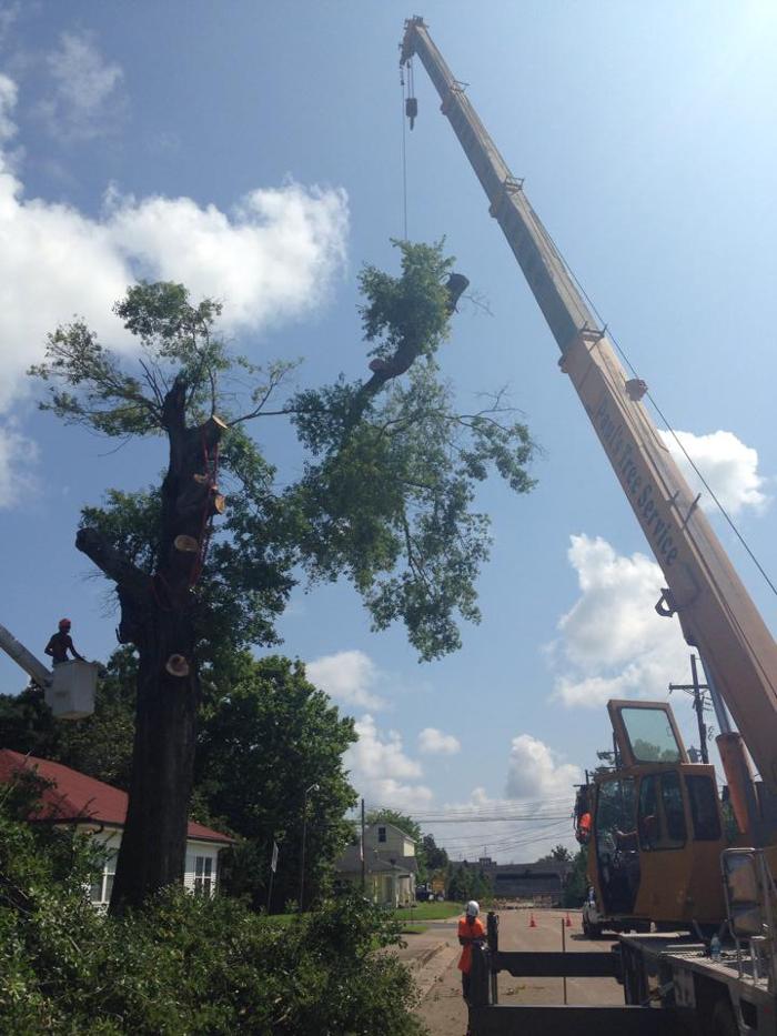 Paul's Tree Service - Deville, LA
