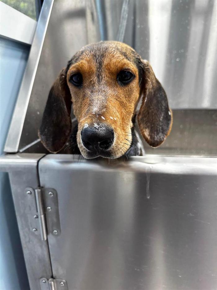 Groom and Go Mobile Pet Salon - Hendersonville, TN