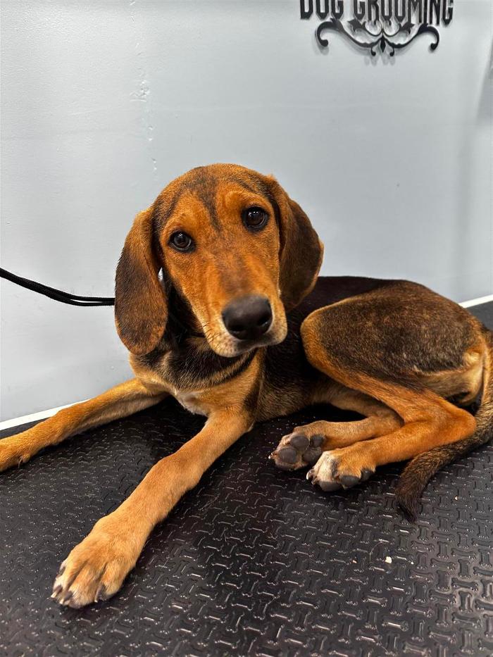 Groom and Go Mobile Pet Salon - Hendersonville, TN