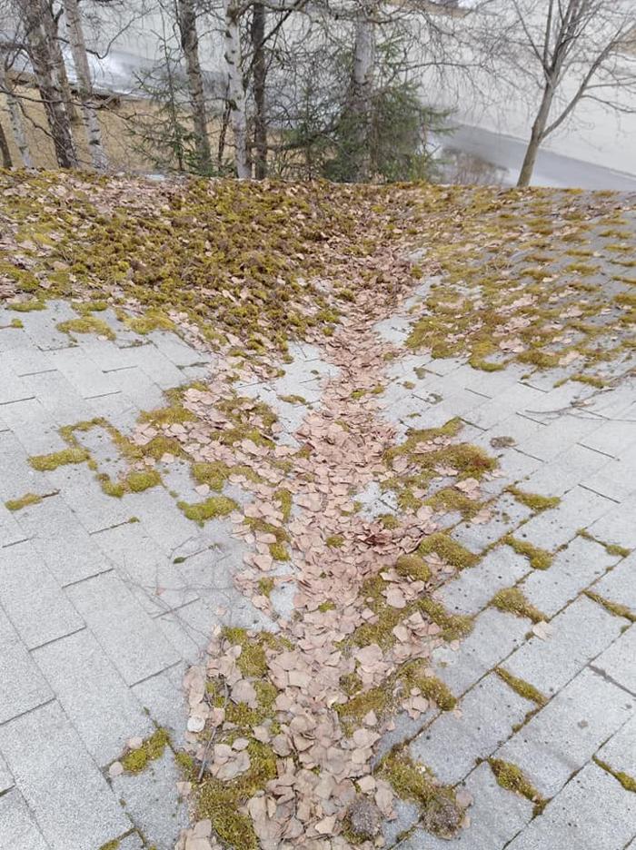 Moss Boss - Anchorage, AK