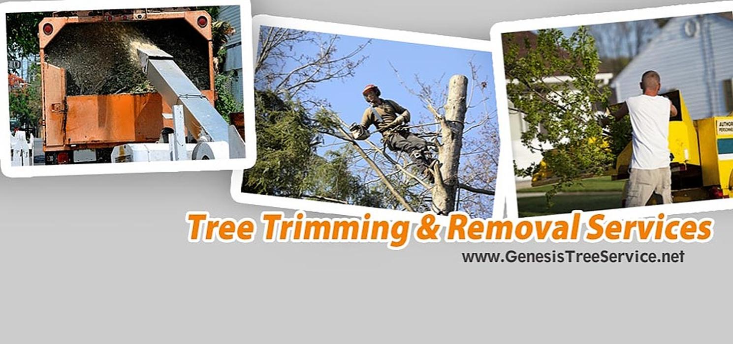 Genesis Tree Service - Fairfax, VA