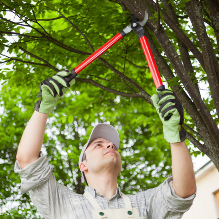 Genesis Tree Service - Fairfax, VA