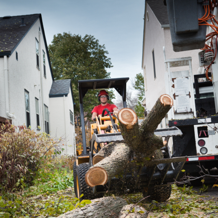 Genesis Tree Service - Fairfax, VA