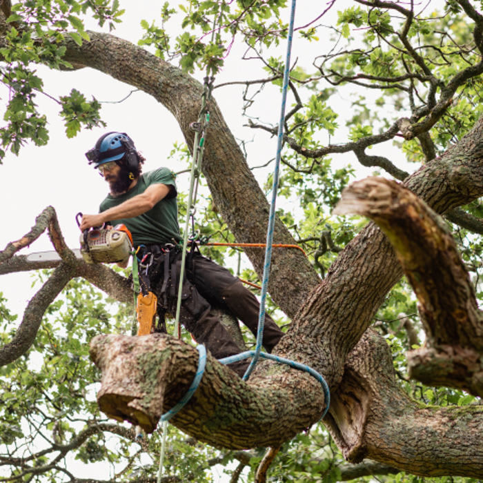 Genesis Tree Service - Fairfax, VA