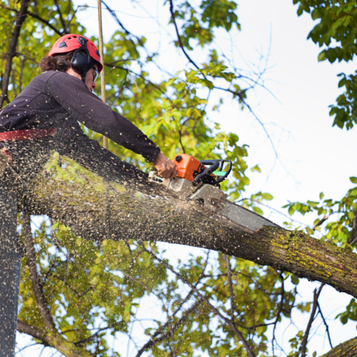 Genesis Tree Service - Fairfax, VA