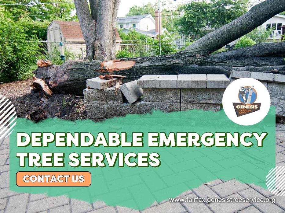 Genesis Tree Service - Fairfax, VA