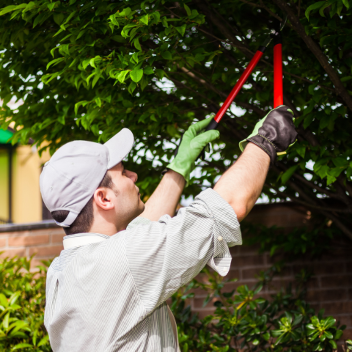 Genesis Tree Service - Fairfax, VA
