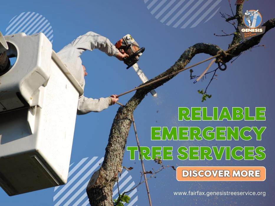 Genesis Tree Service - Fairfax, VA