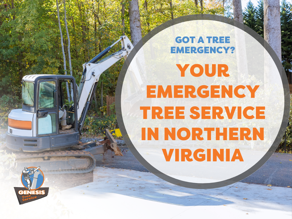Genesis Tree Service - Fairfax, VA