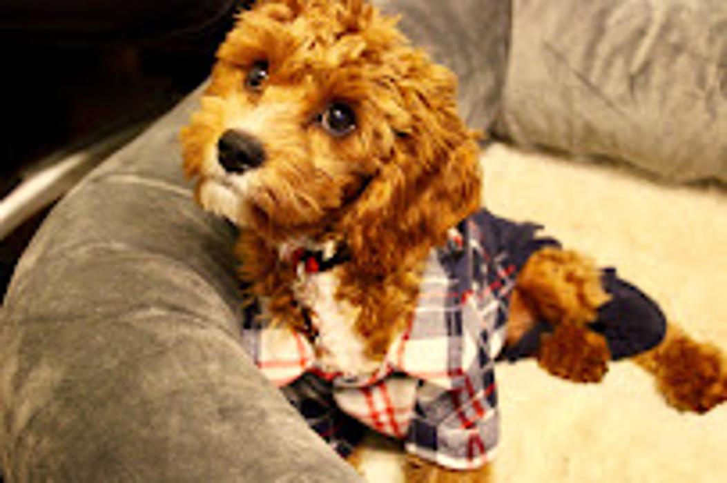 PickApup Boutique - Merrick, NY