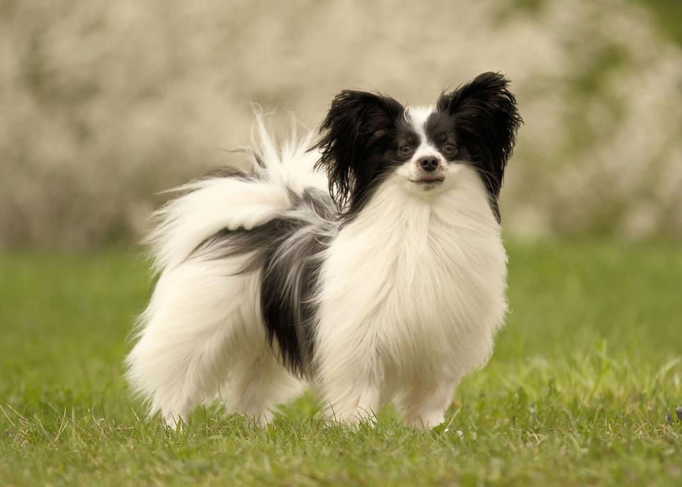 Dog-Dojo - mobile Hundeschule, Hauptstraße in Fußgönheim