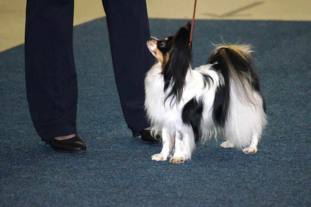 Dog-Dojo - mobile Hundeschule, Hauptstraße in Fußgönheim