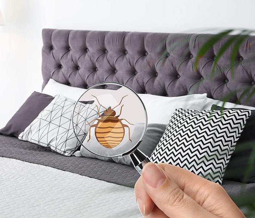 WarZone Pest Control - Piedmont, AL