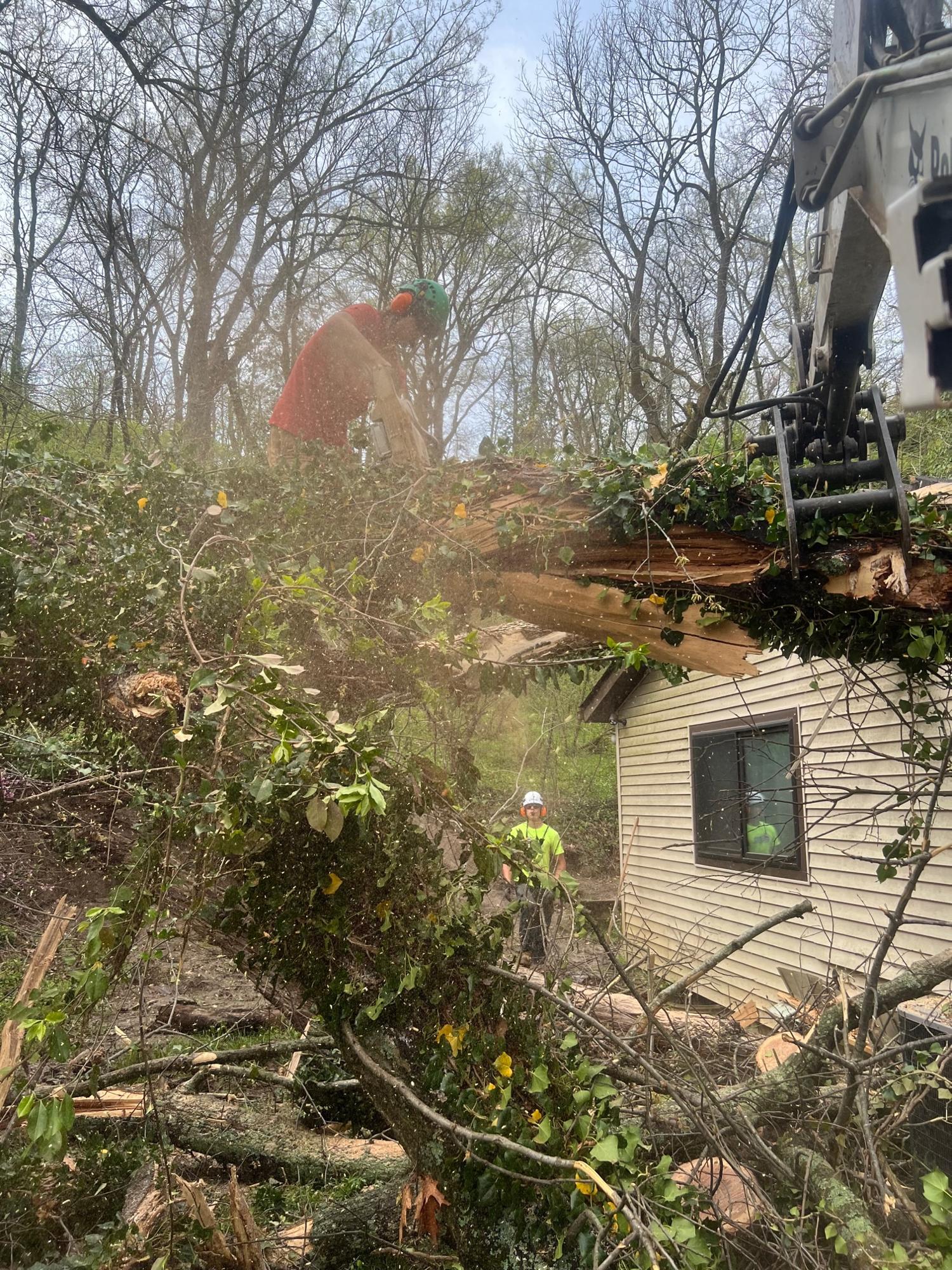 Image 10 | Dex's Tree Service