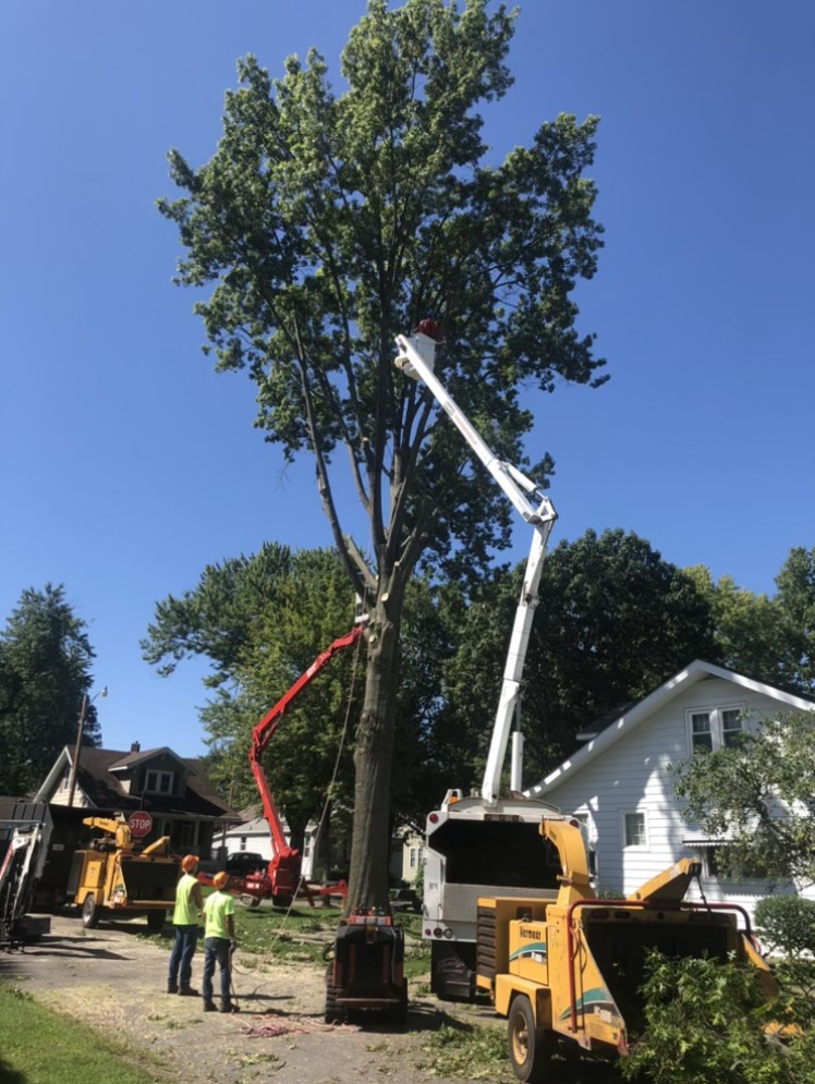 Image 9 | Dex's Tree Service